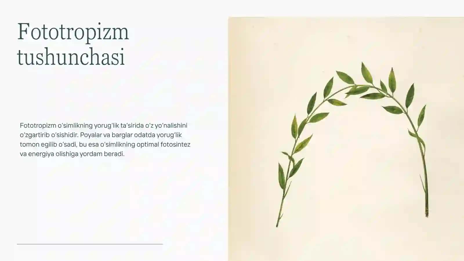 O‘simliklarda harakat turlari 3