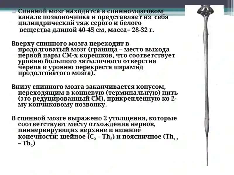 Топографическая анатомия спинного мозга 3