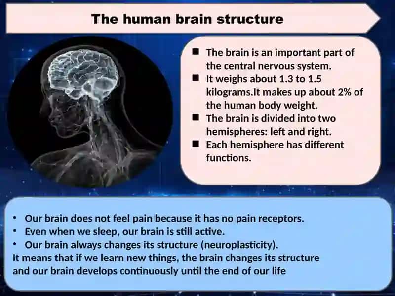 Psychological slide about Hemispheric Specialization and Brain Mechanisms of Language 3