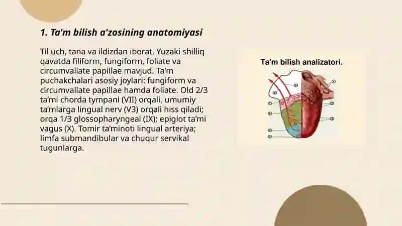 Ta'm bilish a'zosining anatomiyasi 3