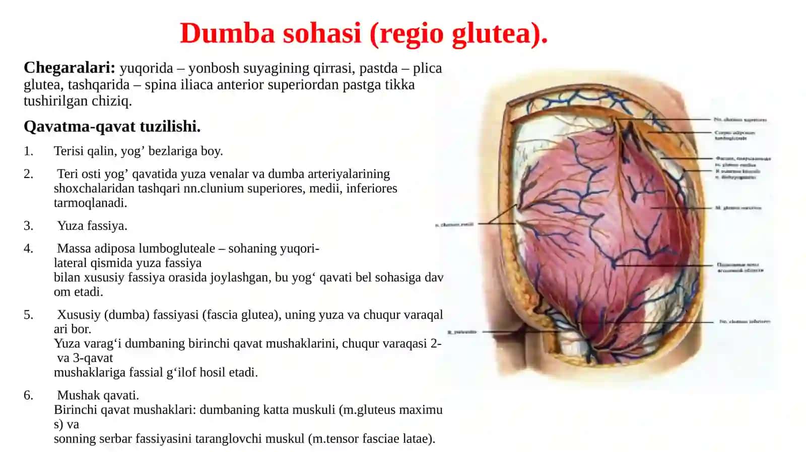 Oyoqning topografikanatomiyasi.Dumbavasonsohalari 3