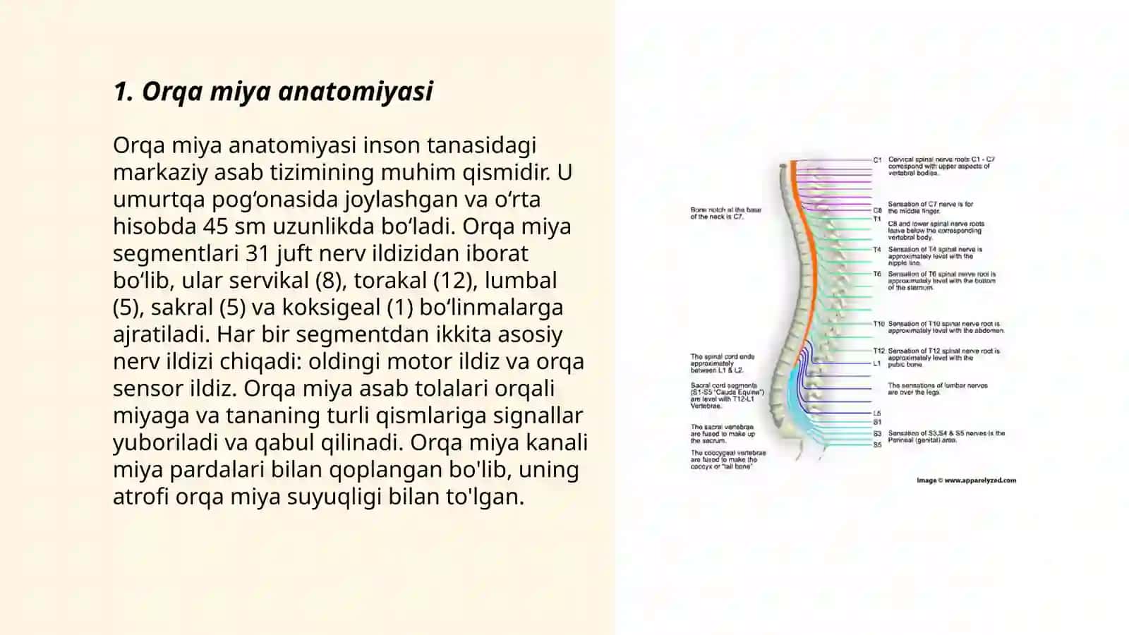 Orqa miya tuzulishi 3