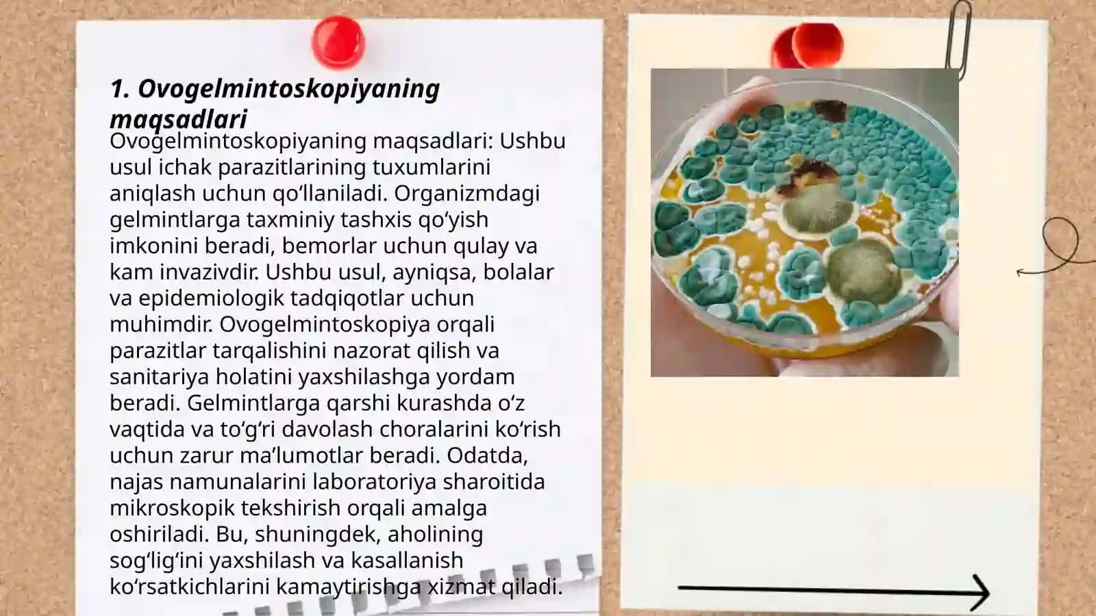 Ovogelmintoskopiya va gelmintoskopiya 3