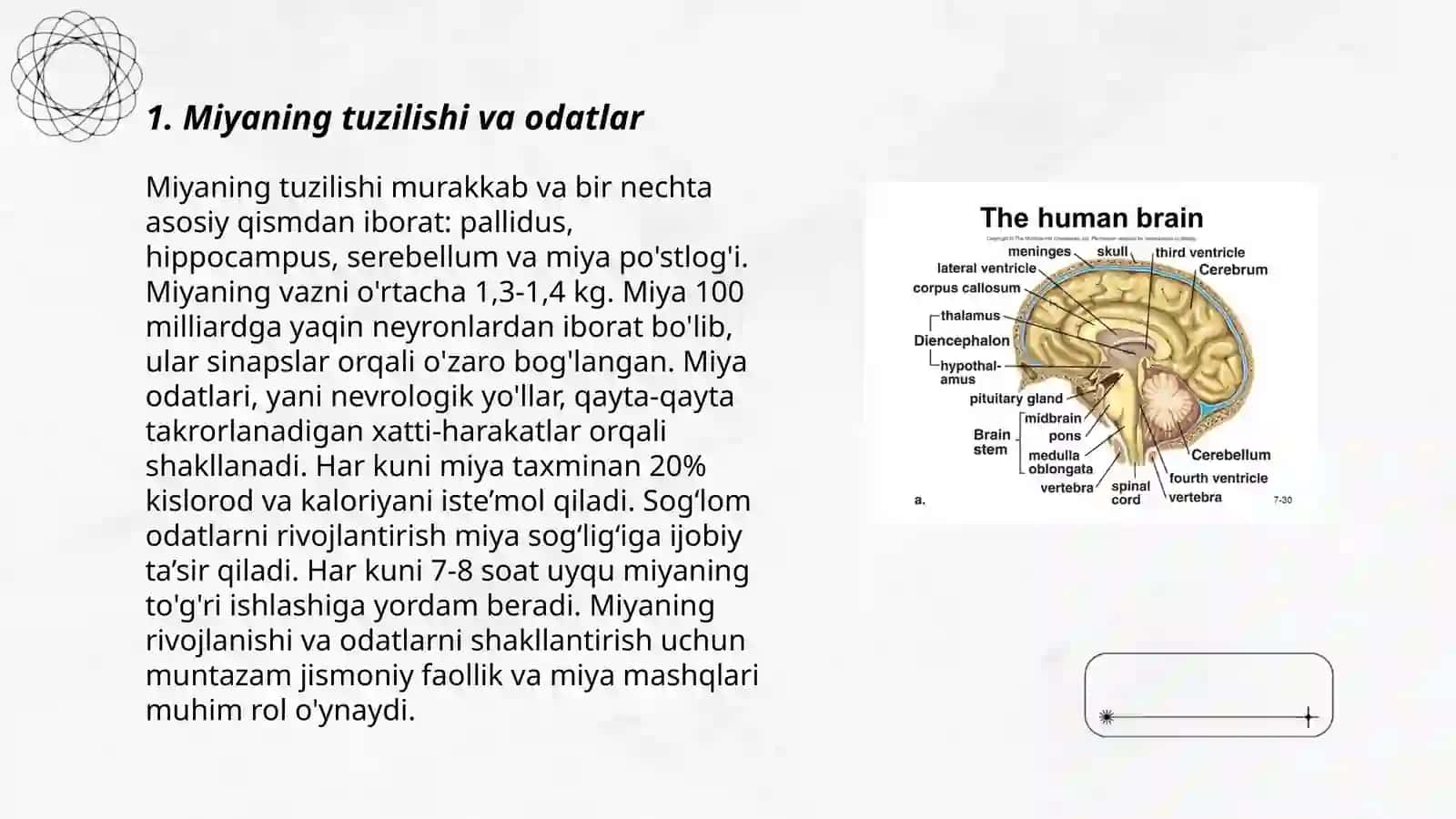 Miyaning tuzilishi va odatlar 3