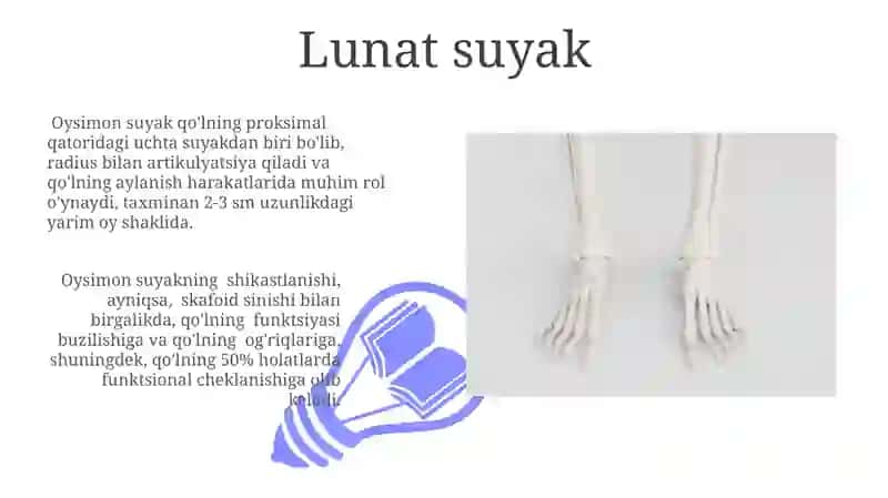 Qoʻlning erkin kamar suyaklari 3