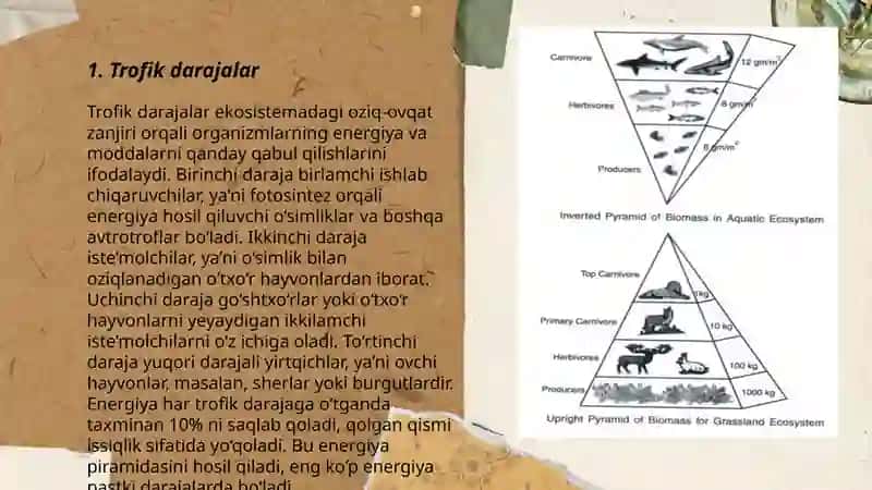 Trofik tuzilish va ekologik piramidalar 3