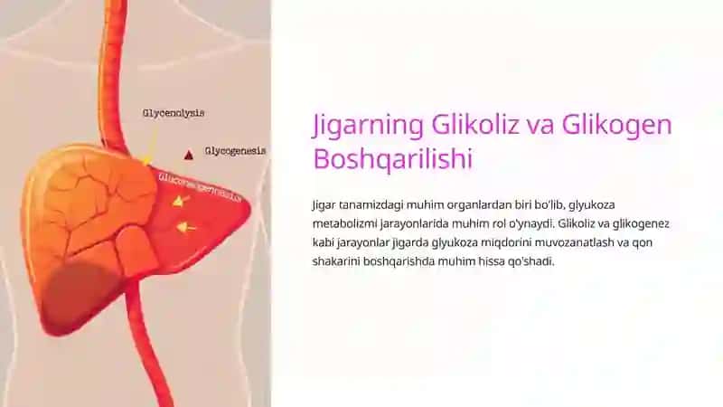 Boshqarilishi Jigarning Glikoliz va Glikogen 3