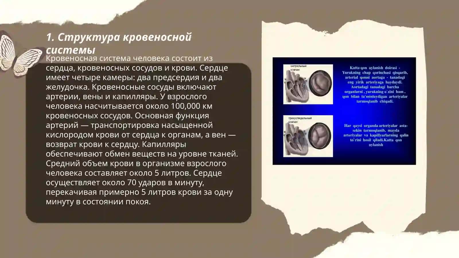 Qon aylanish sistemasi 3