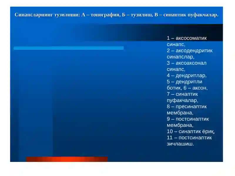 Марказий ва периферик тизим биокимёси 3