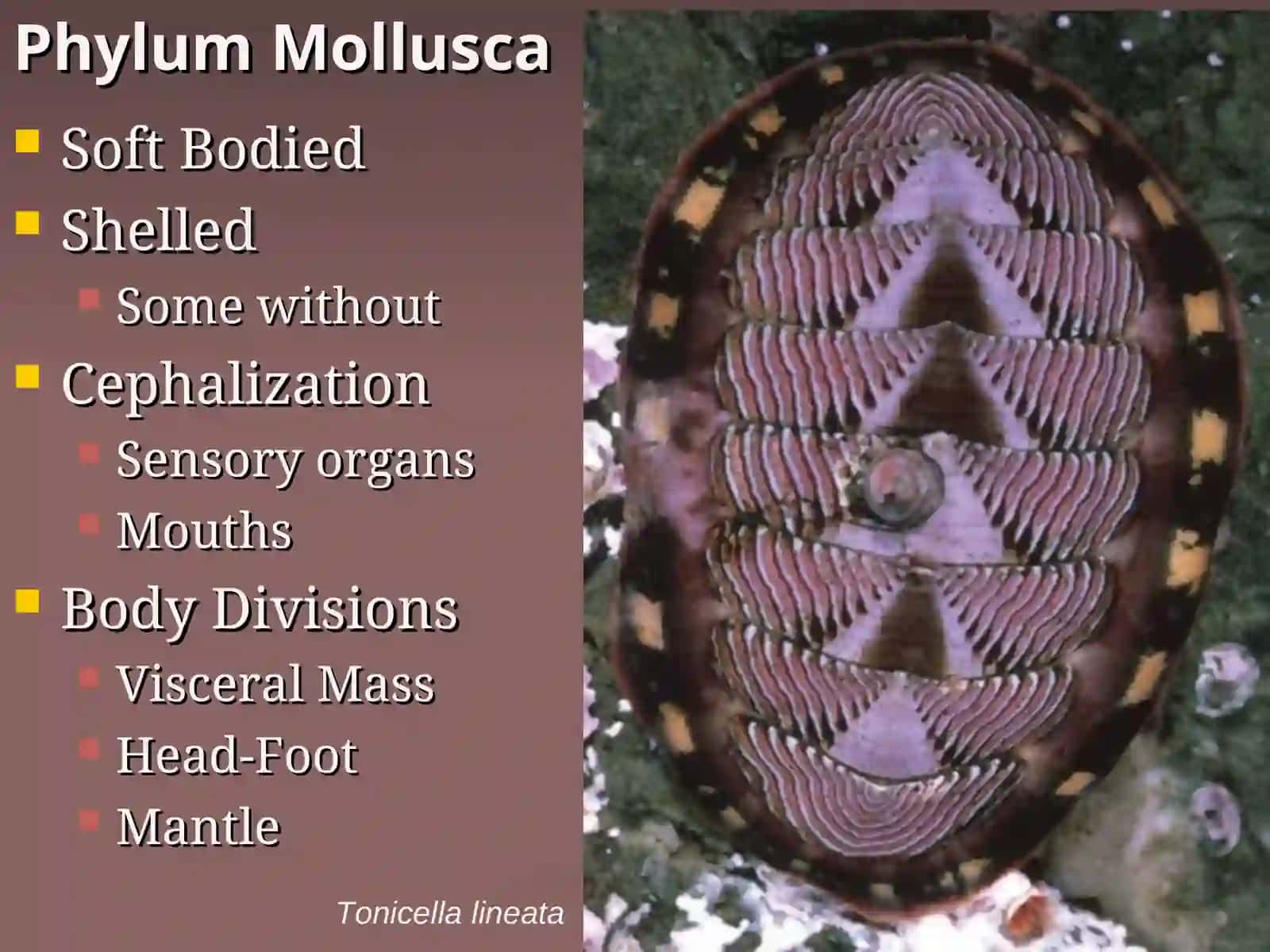 Phylum Mollusca 3