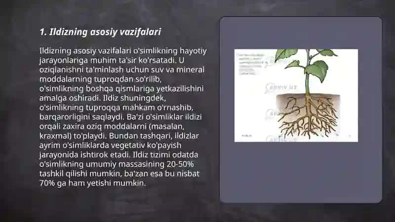 Ildiz tuzilishi va turlari 3