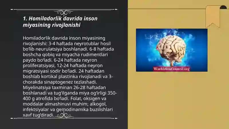 Inson miyasining fizalogik taraqqiyoti 3