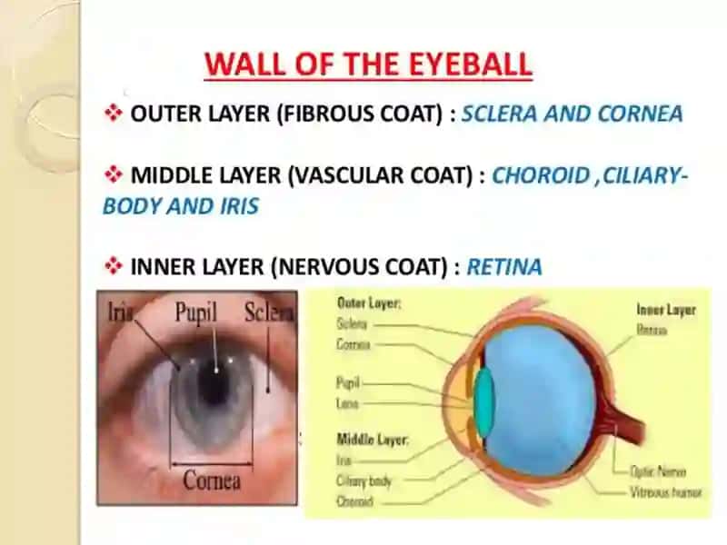 Anatomy of the Eye 3