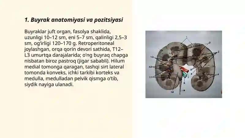 Buyrak anatomiyasi va pozitsiyasi 3