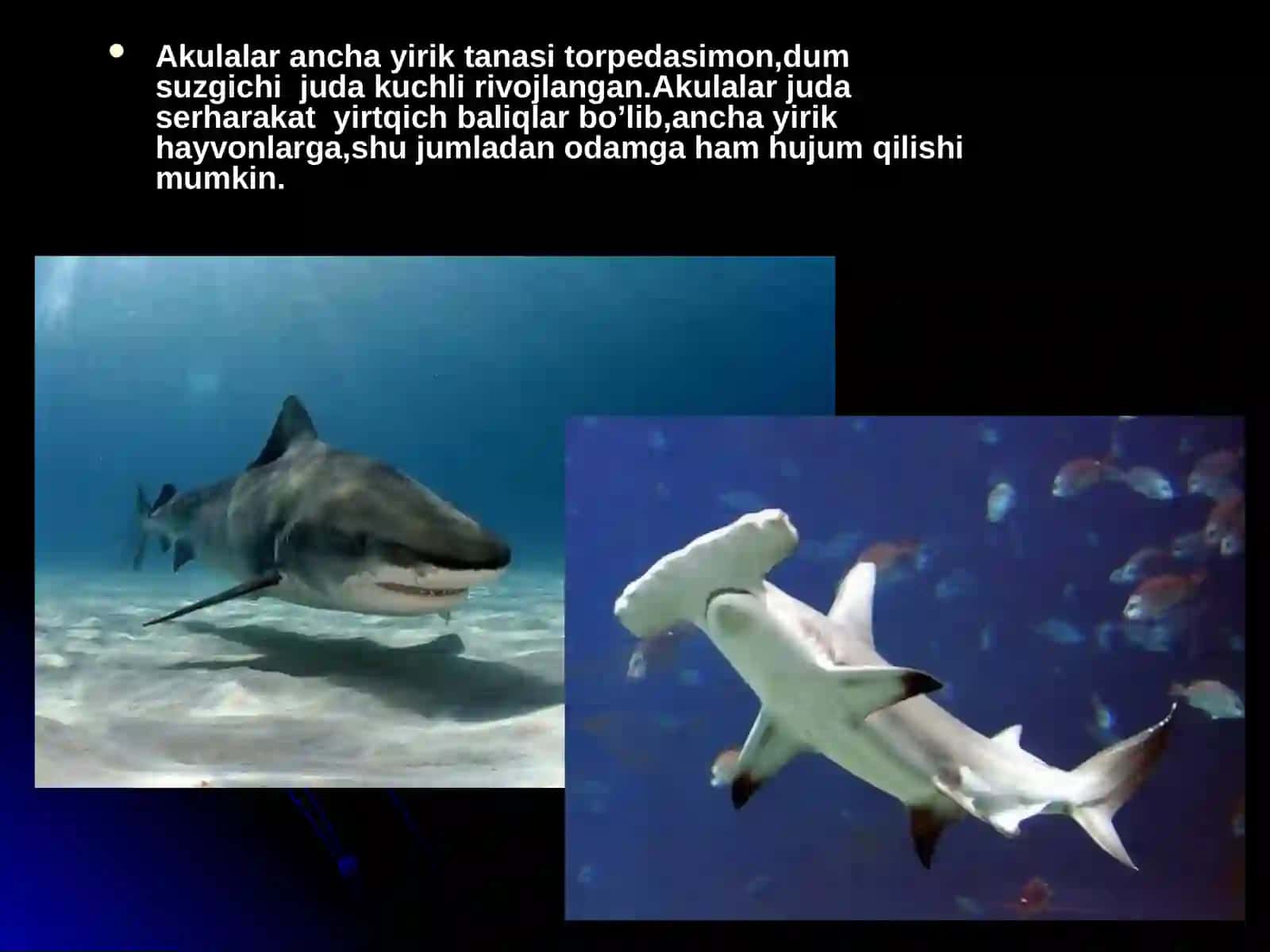 Baliqlarning xilma-xilligi 3