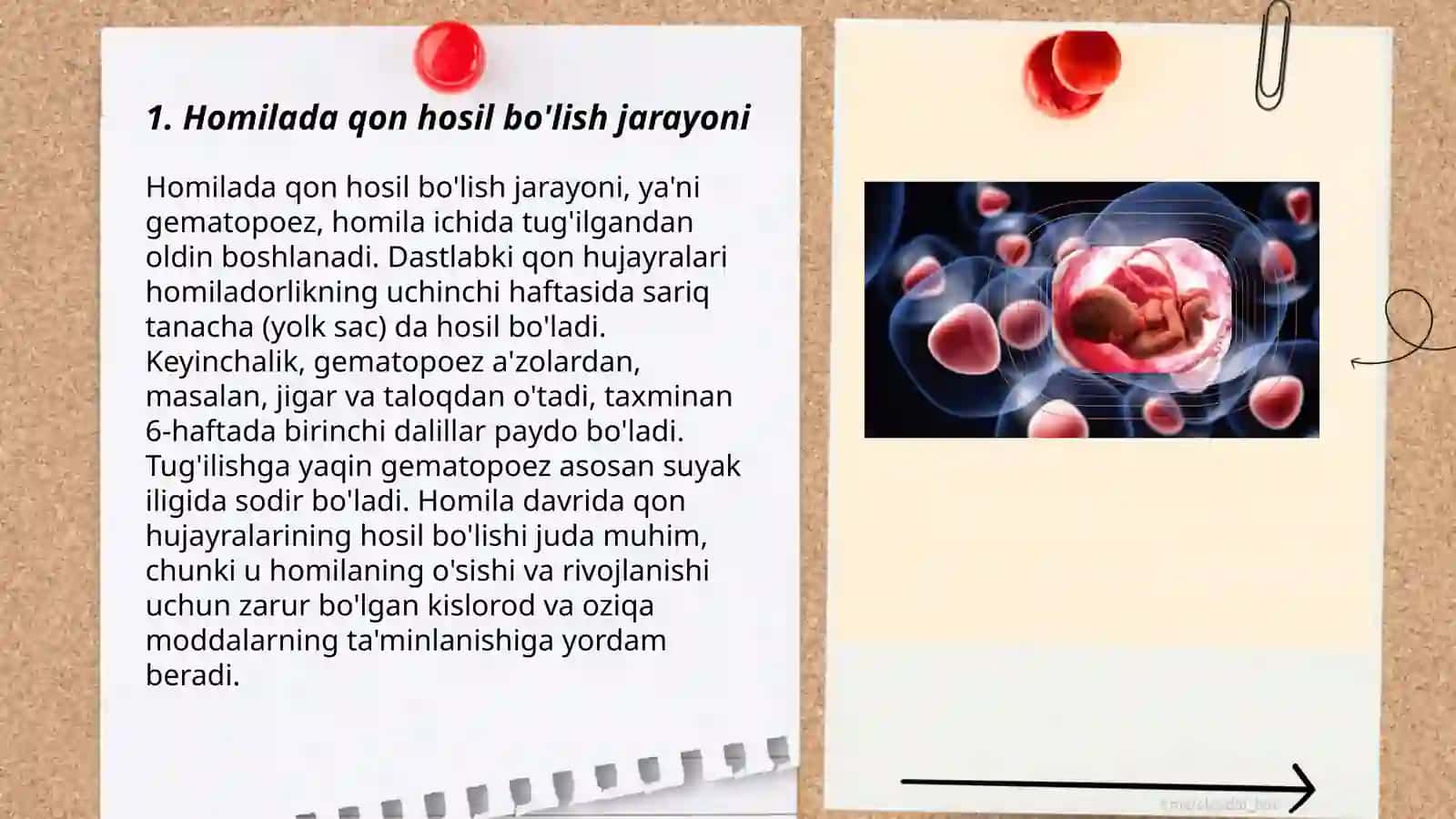 Homilada gemotopoezning xususiyatlari 3