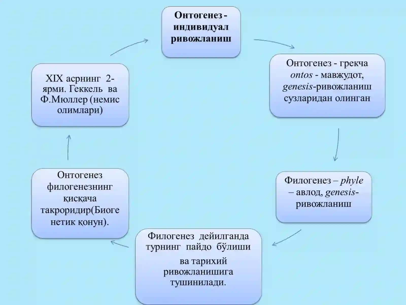 ОНТОГЕНЕЗ - ОРГАНИЗМЛАРНИНГ ИНДИВИДУАЛ РИВОЖЛАНИШИ 3