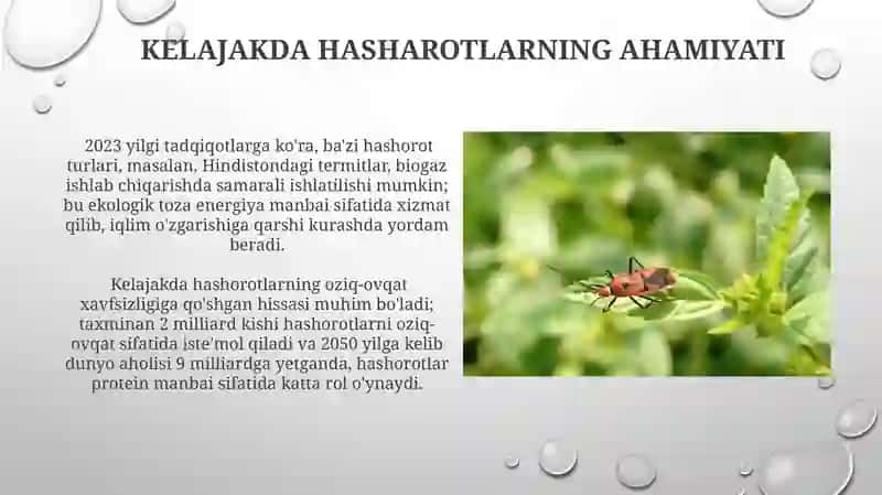 Foydali va zararli hashorotlar 3