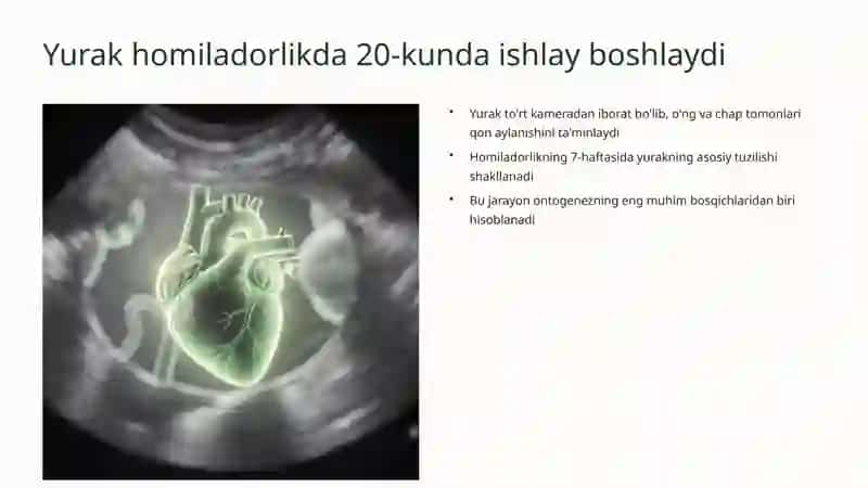 Yurak rivojlanishi 3