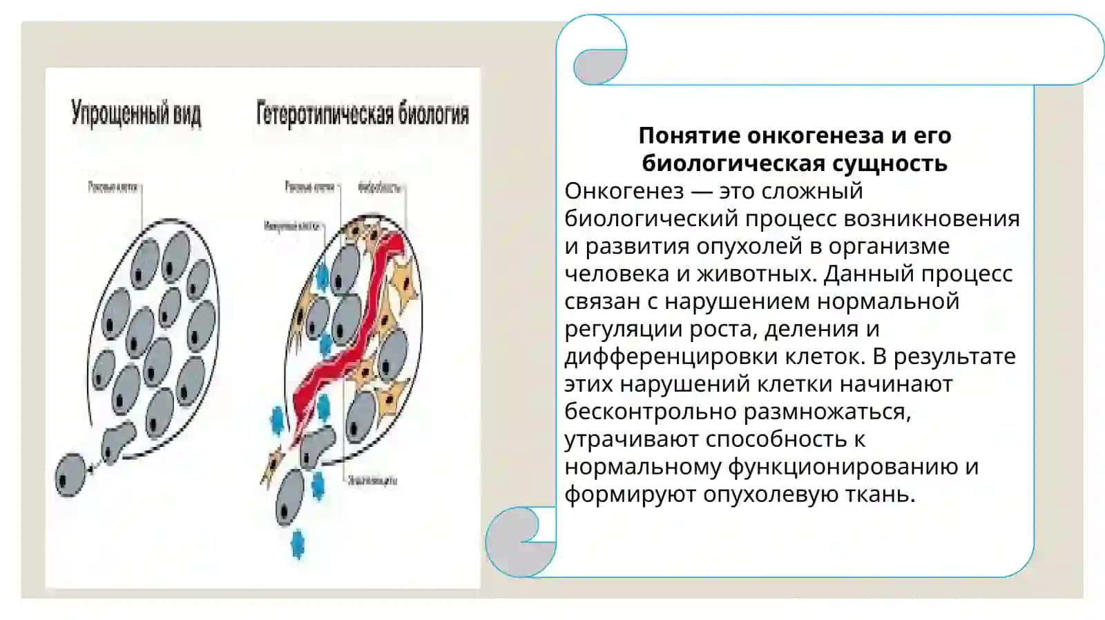 Онкогенез 3