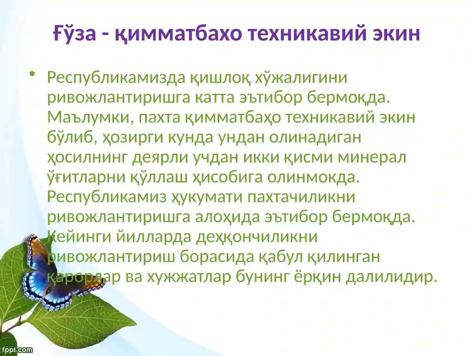 Ғўза - қимматбахо техникавий экин 3