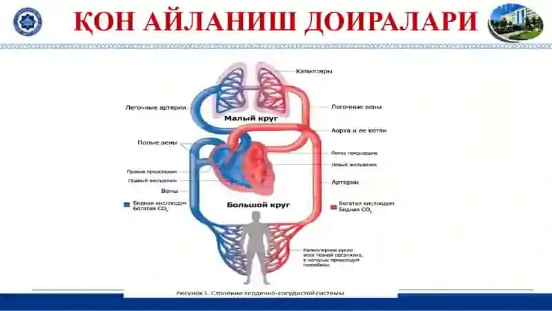 ЮРАКНИНГ ТУЗИЛИШИ 3