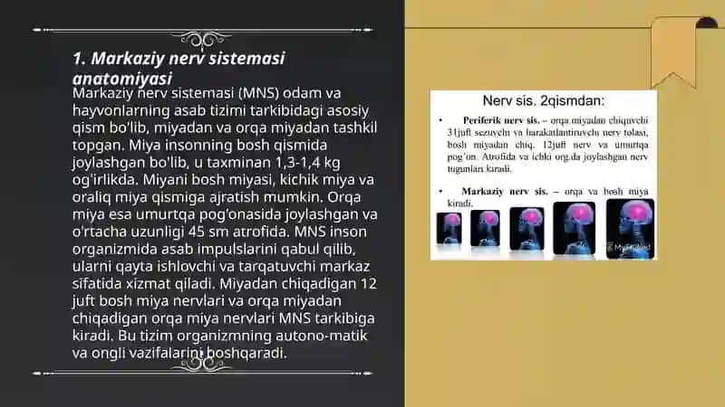 Markaziy nerv sistemasi 3