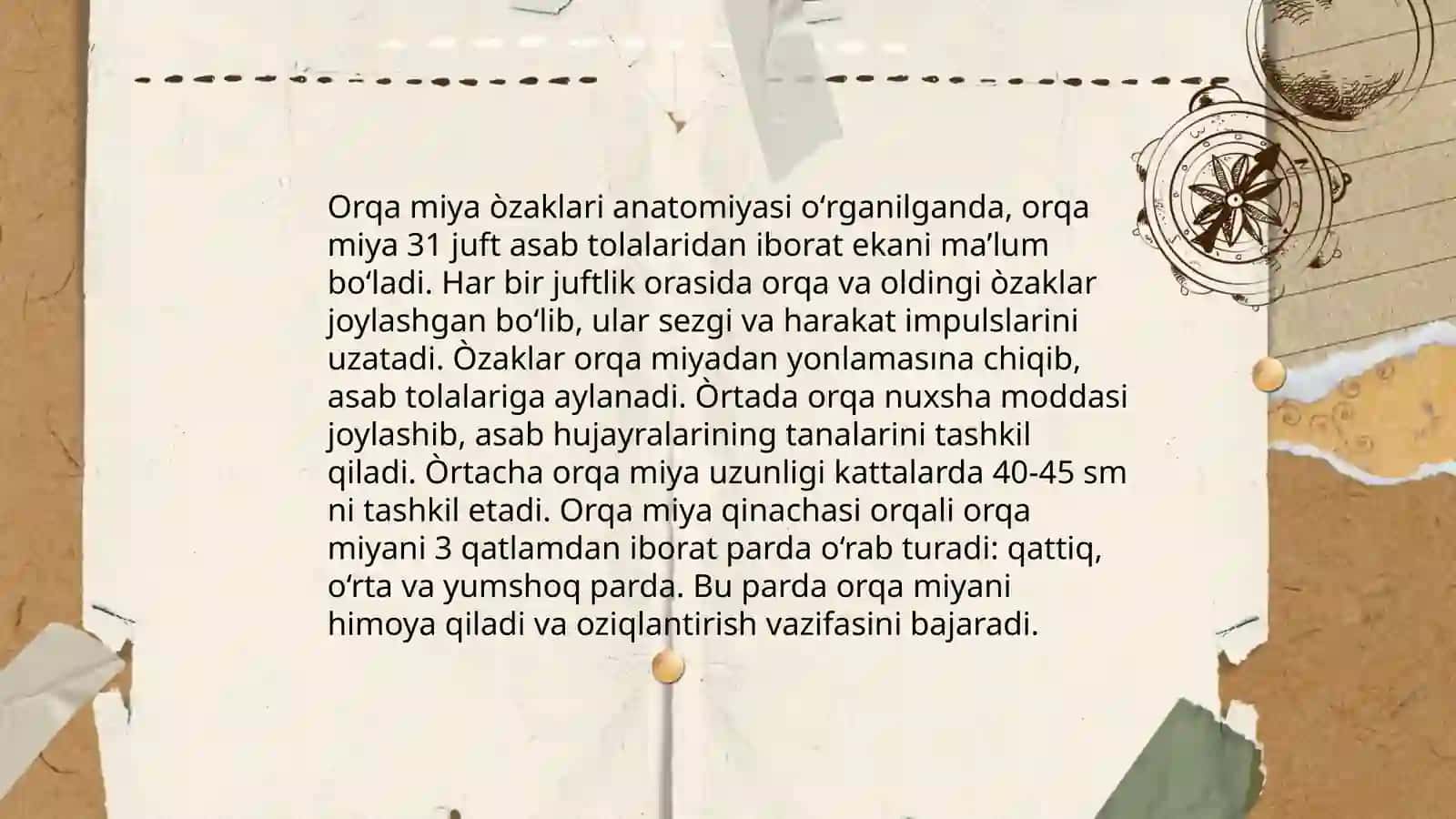 Orqa miya òzaklarining joylashuvi va ularning ahamyati 3