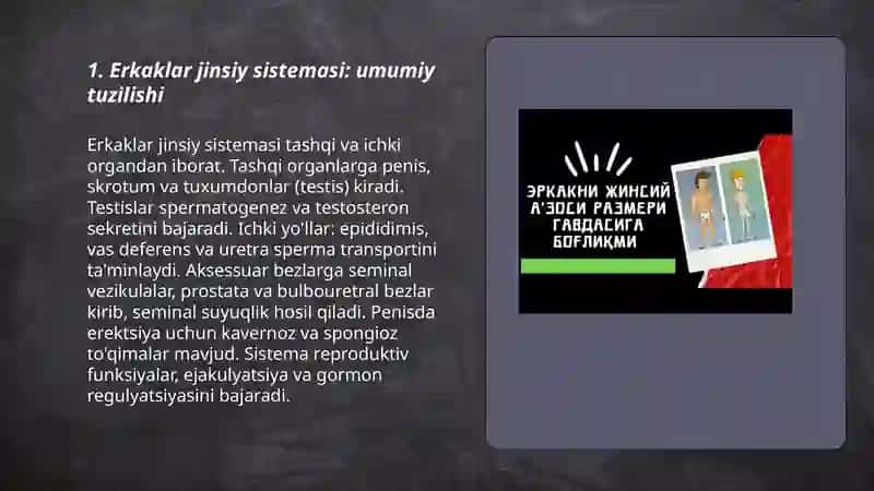 Erkaklar jinsiy sistemasi 3