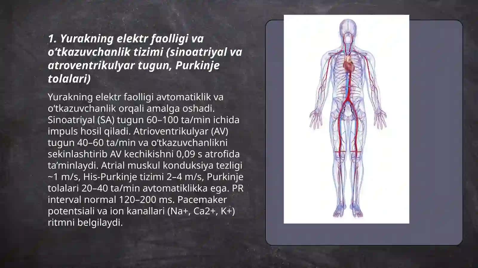 qon aylanish fiziologiyasi 3