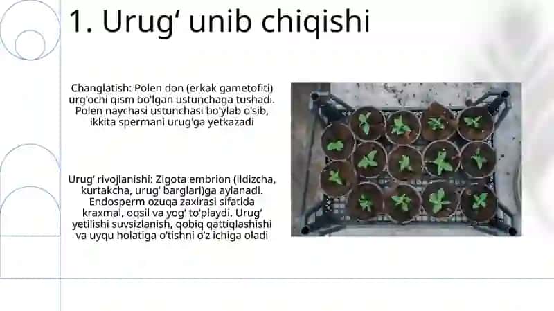 Urugʻlanish va urugʻning rivojlanishi 3