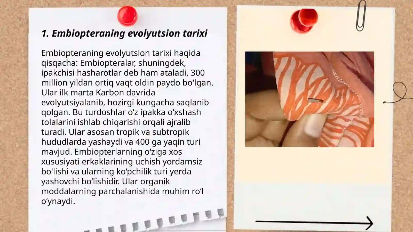 Embiopteraning evolyutsion tarixi 3