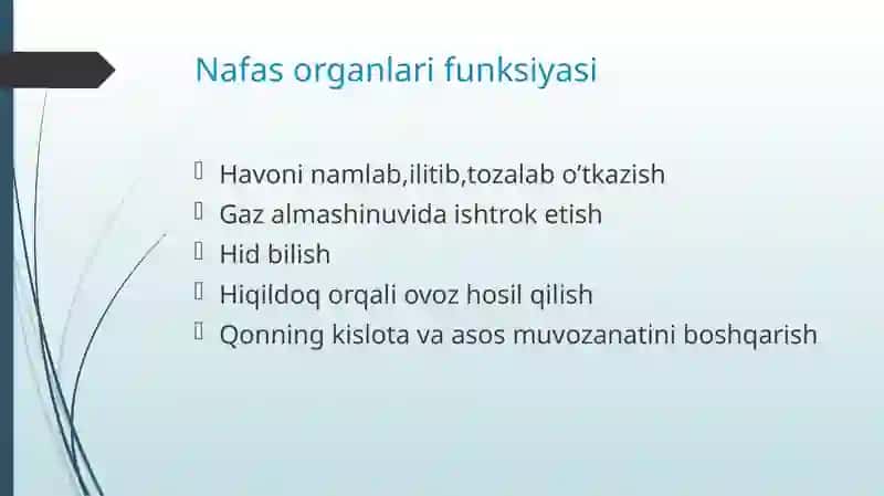 Nafas sistemasi gistologiyasi 3