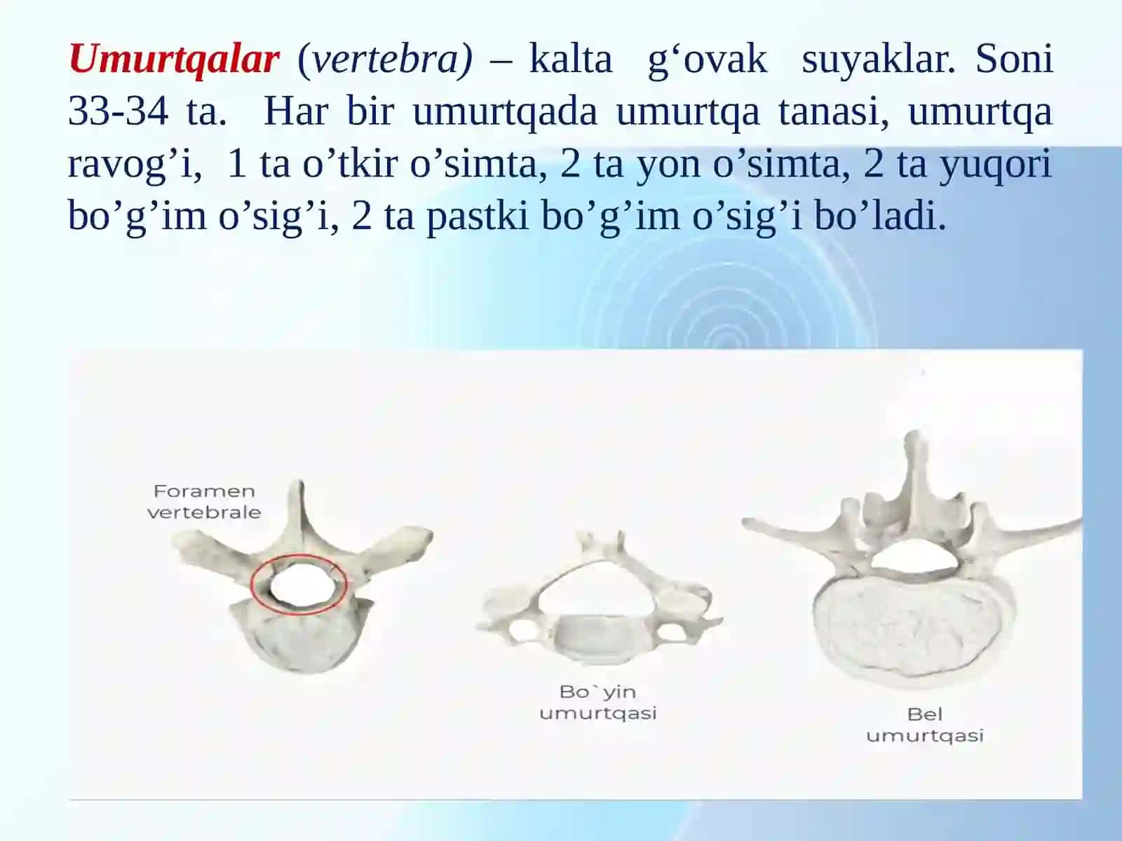 Osteologiya. Tana skeleti. Ko’krak qafasini hosil qiluvchi suyaklar 3
