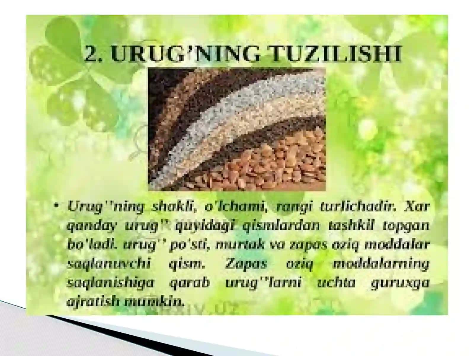 Urug’ningtuzilishi 3