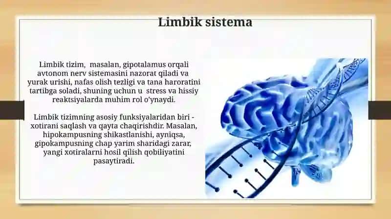 Limbik sistema 3