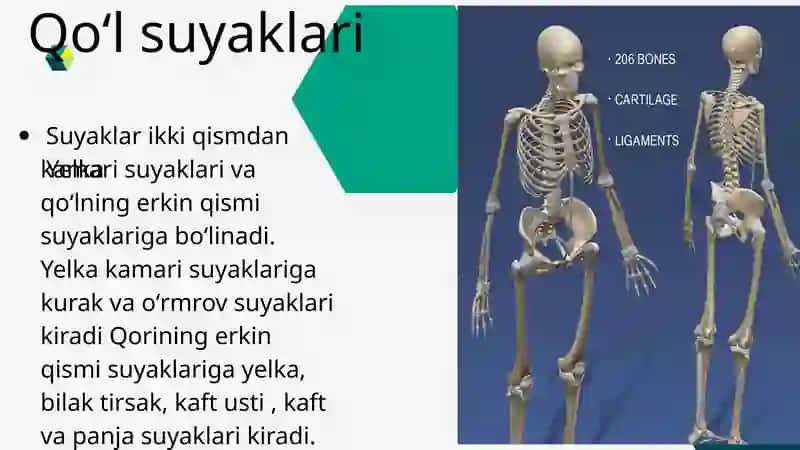 Qoʻl suyaklari 3