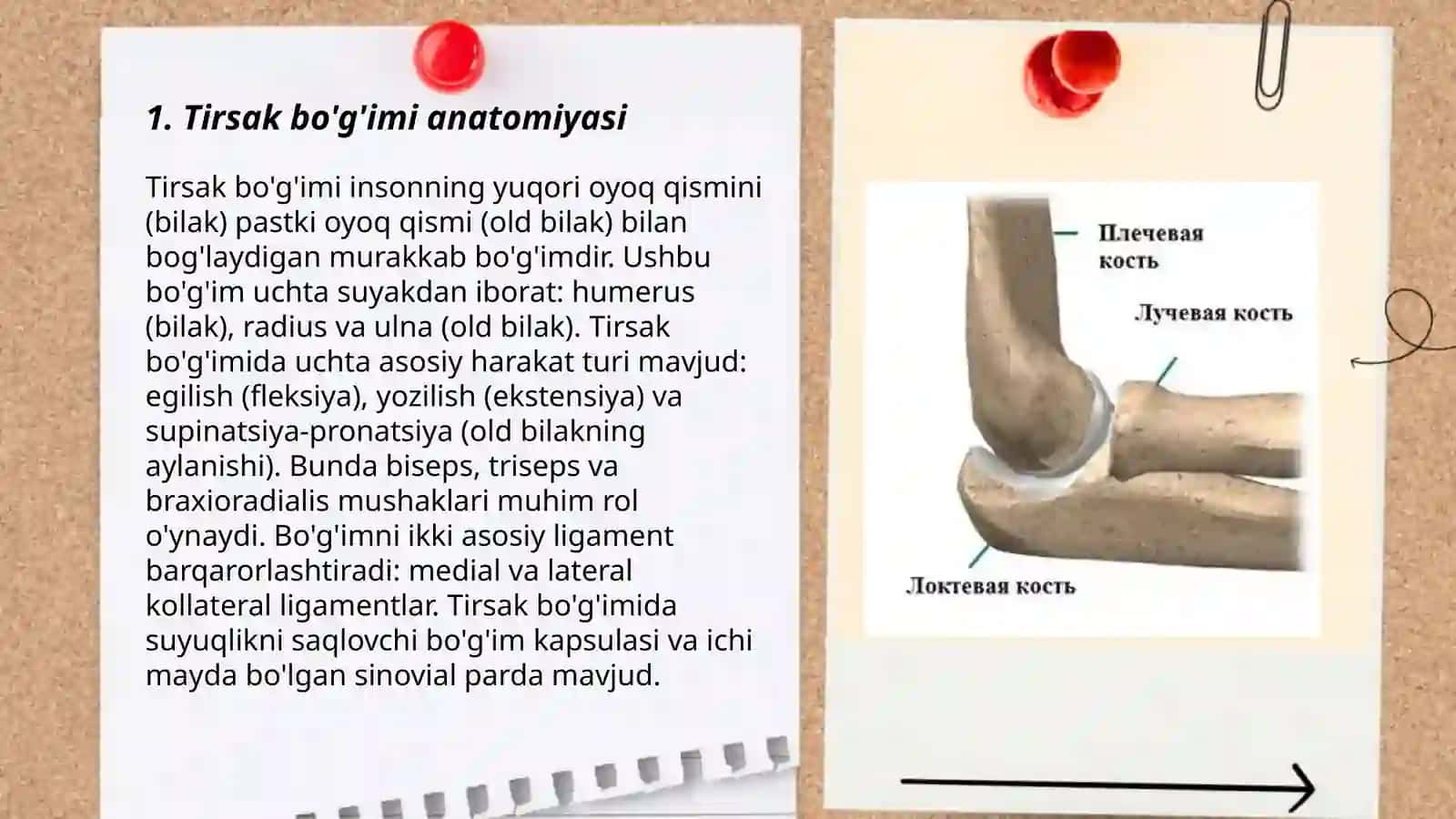 Tirsak bo'g'imi 3