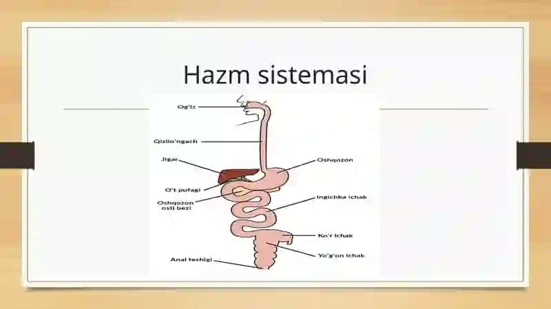 Hazm sistemasi gistalogiyasi 3