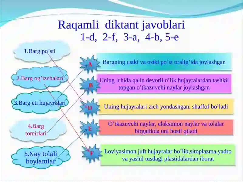 Shakli o’zgargan novdalar 3