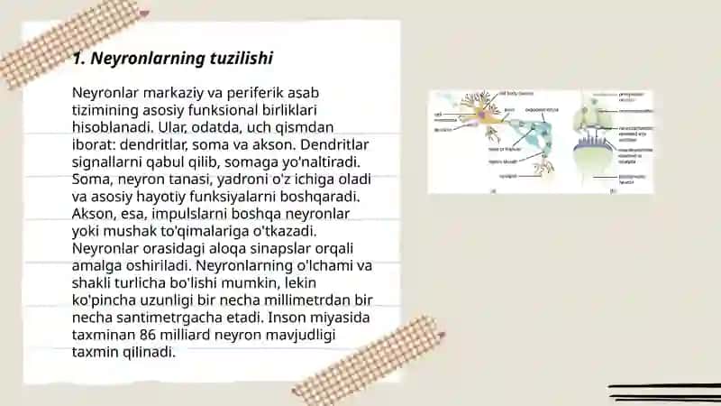 Nerv uchlari (sinapslar) 3