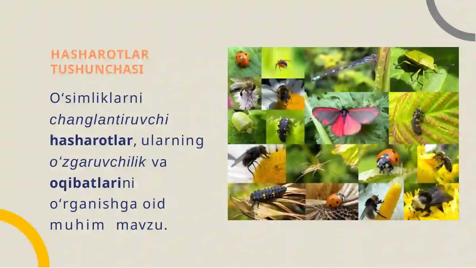 OʻSIMLIKLARNI  CHANGLANTIRUVCHI  HASHAROTLAR 3