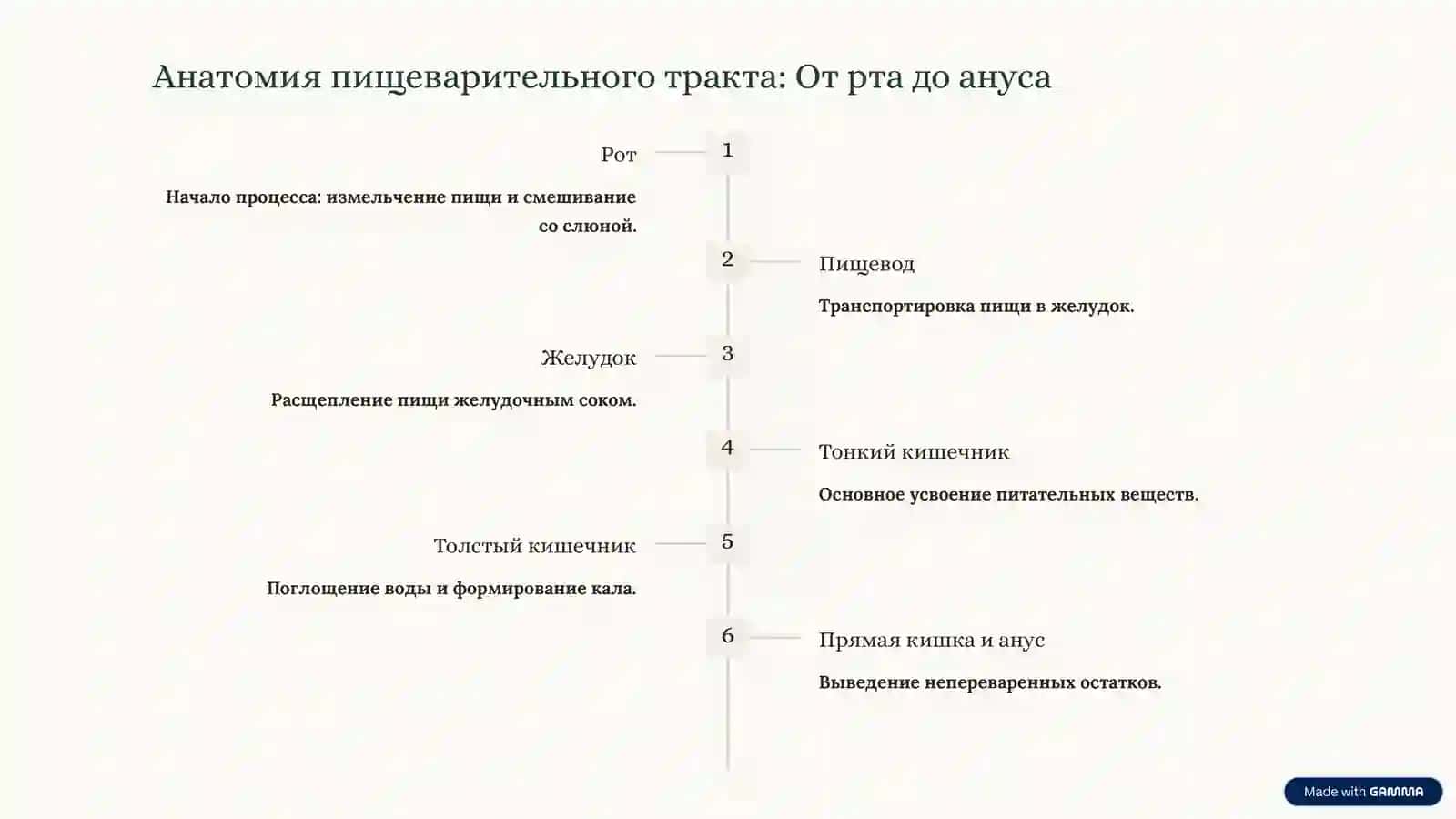 Пищеварительная система человека: Ваш путь к здоровью 3
