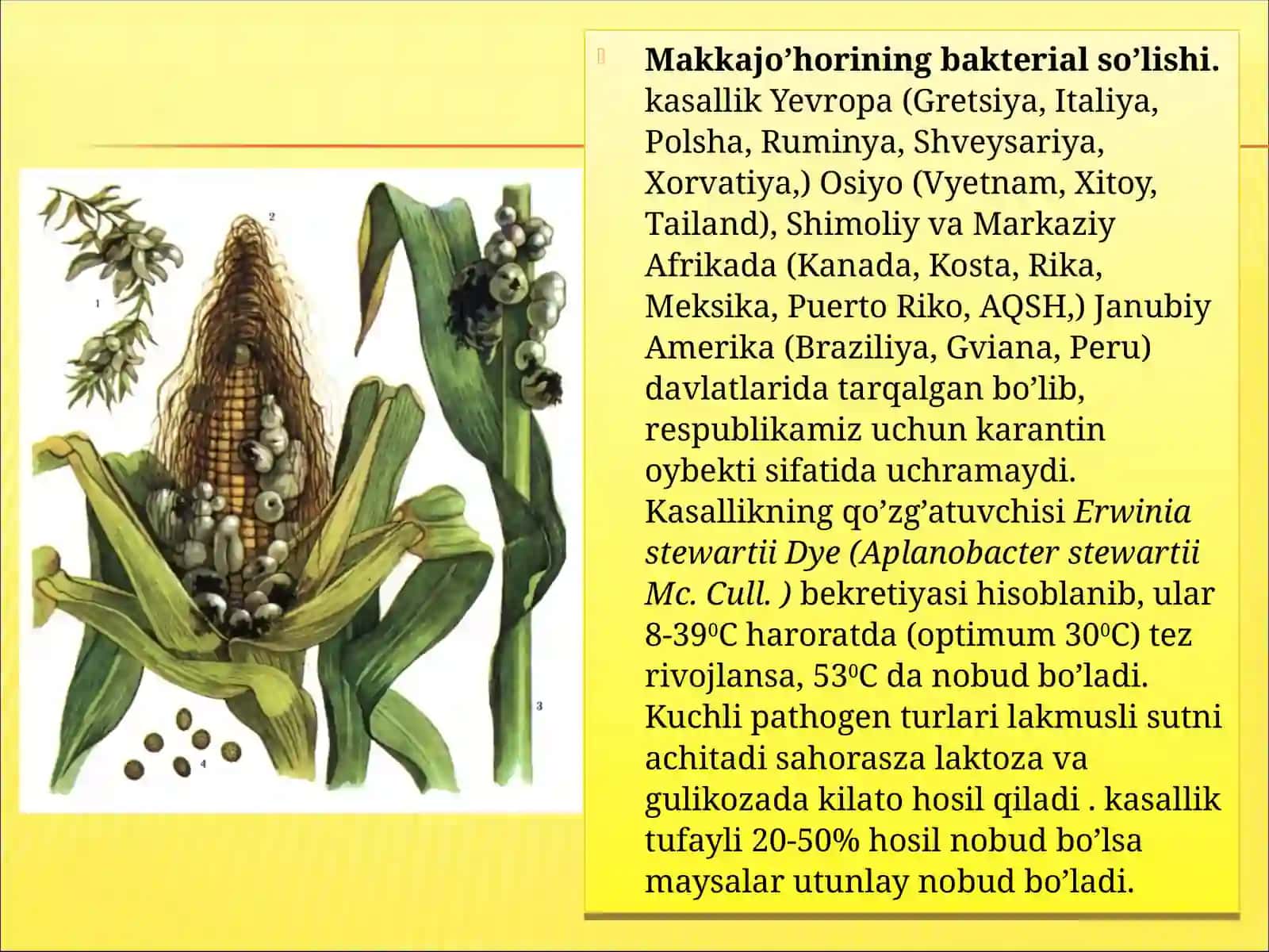 Bug’doyning hind qora kuya kasalligi 3