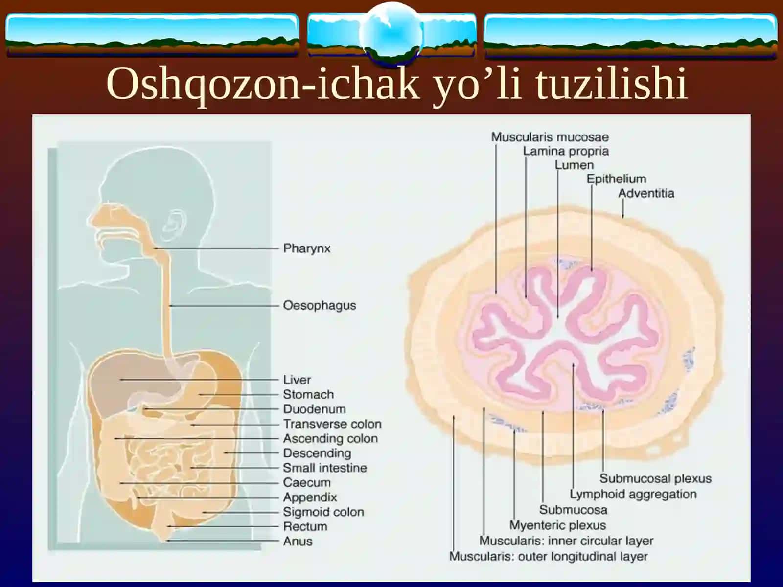 Surunkali enterit 3