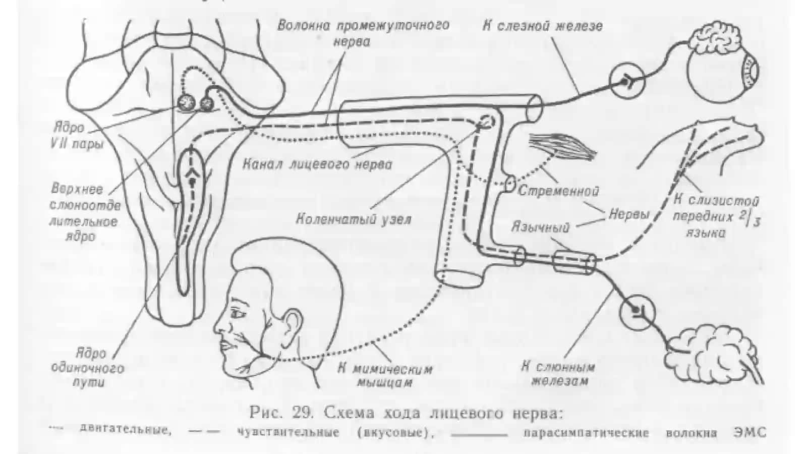 Nervus facialis 3