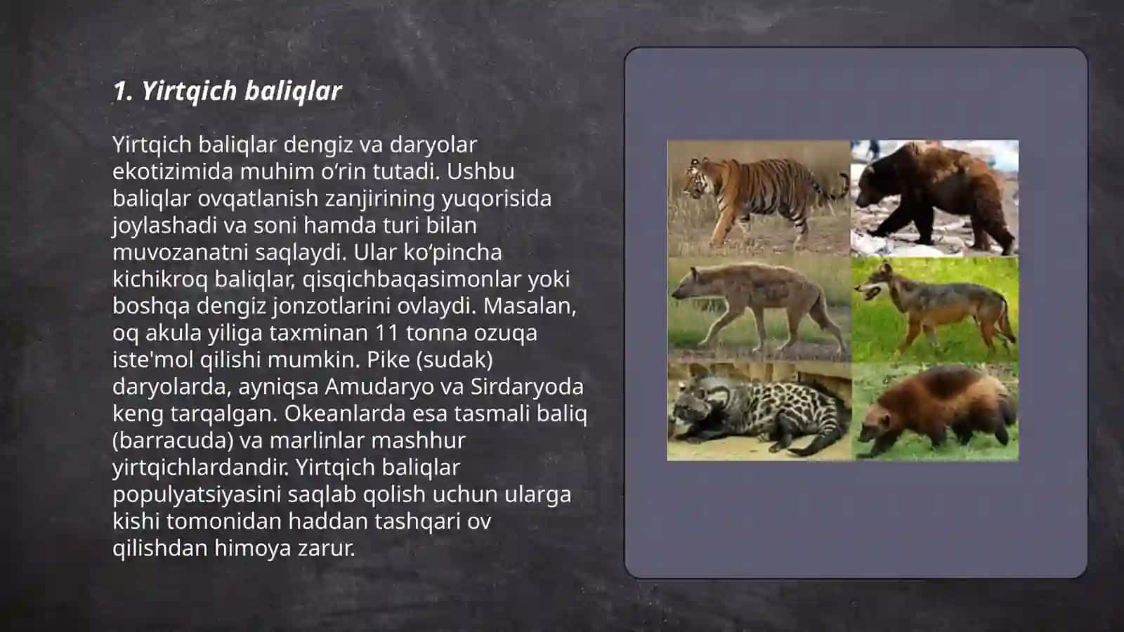 Yirtqich baliqlar 3