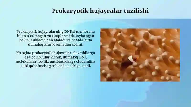 Mikoplazmalar: Tuzulimi va O'lchami 3