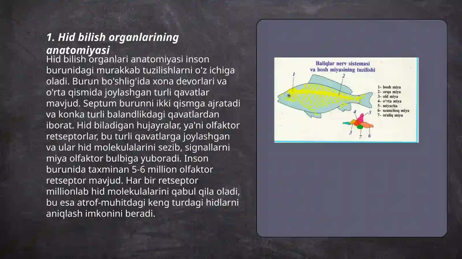Hid bilish organlarining anatomiyasi 3