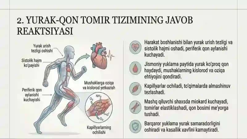 Jismoniy faollikning fiziologik mexanizmlari 3